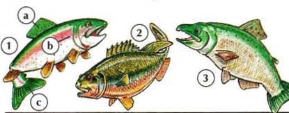 Picture Dictionary: Fish, Sea Animals, Reptiles